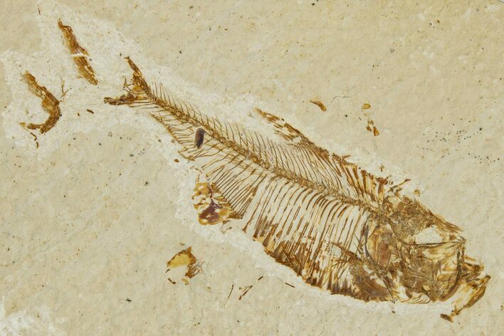 Detailed Fossil Fish (Diplomystus) - Wyoming #333760